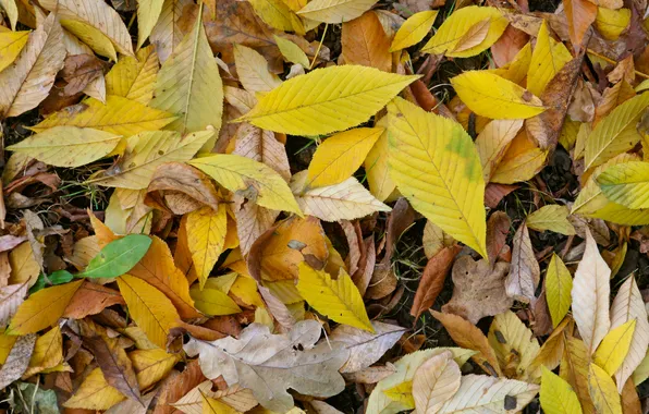 Orange, white, yellow, autumn, green leaves