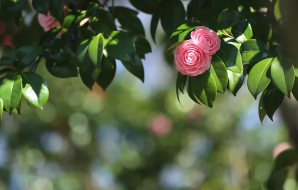 Picture leaves, tree, Camellia