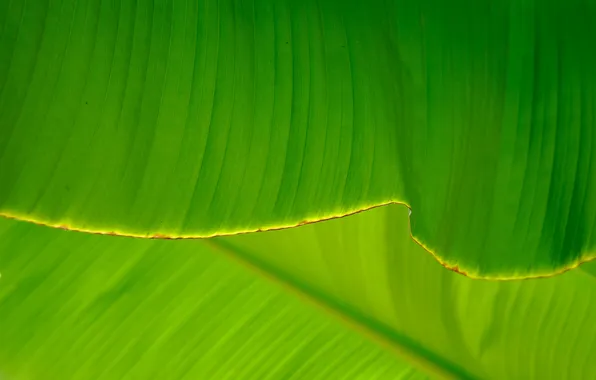 Greens, leaves, veins