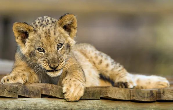 Cat, Leo, cub, lion, ©Tambako The Jaguar