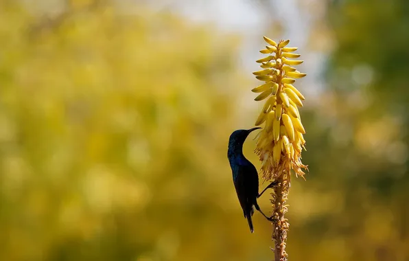 Flowers, Purple sunbird, aloe vera