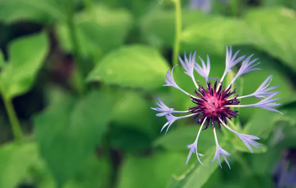 Greens, flower, nature