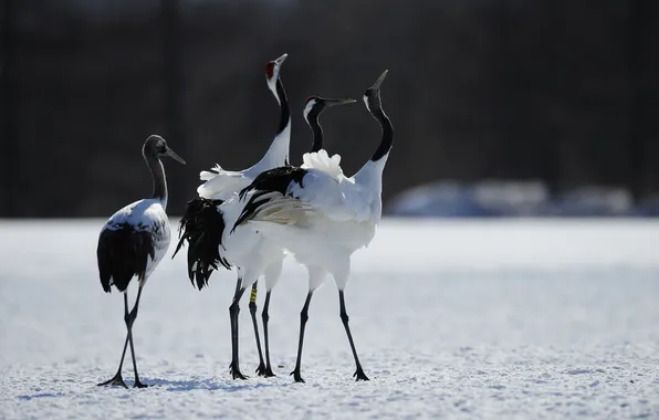 Snow, birds, nature, Japan, cranes
