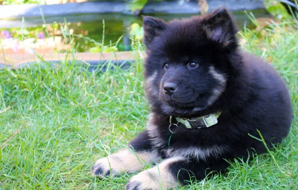 Picture dog, puppy, The eurasier