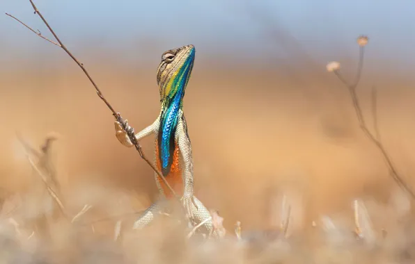 Branch, lizard, stand