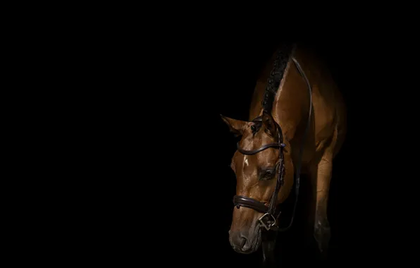 Face, horse, horse, black background, chestnut, bridle