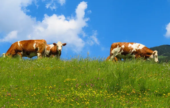 Greens, field, summer, the sky, grass, face, clouds, flowers