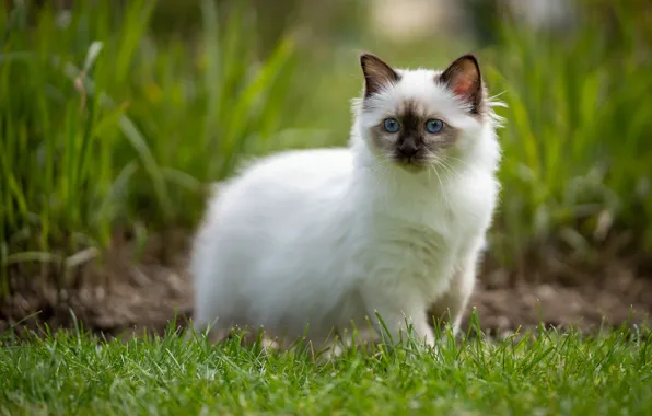 Picture greens, cat, white, summer, grass, cat, look, nature