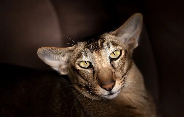 Cat, cat, look, pose, the dark background, sofa, face, brown
