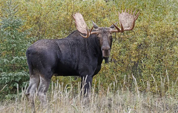 Nature, horns, moose