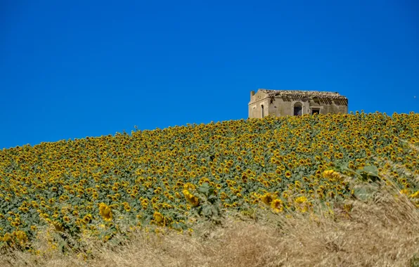 Picture field, the sky, sunflowers, hills, home, slope, Italy, Molise