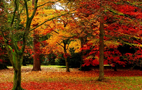 Autumn, leaves, trees, nature, Park, Nature, falling leaves, trees