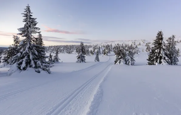 Winter, snow, trees, Norway, Norway, Lillehammer
