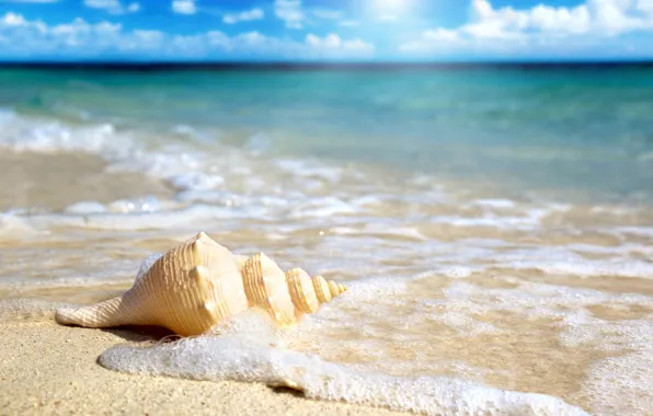Picture the ocean, beach, sand, shell