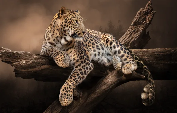 Picture leopard, animal, pose, predator, nature, tree