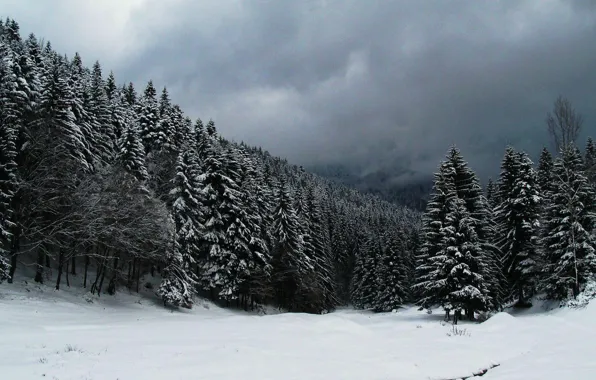 Winter, forest, snow, night, nature, pine