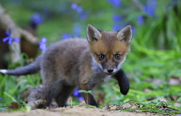 Greens, summer, leaves, flowers, nature, pose, small, Fox