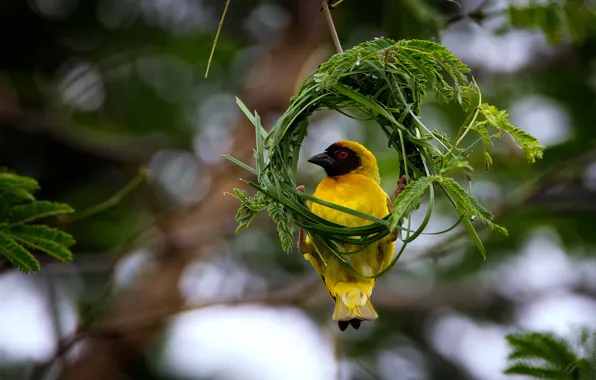 Greens, grass, bird, branch, frame, socket, yellow, bokeh