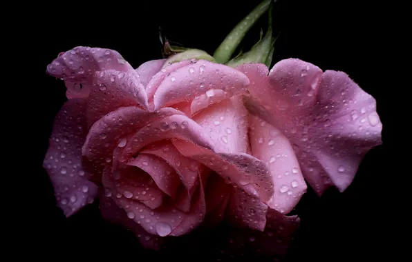 Picture drops, macro, rose, petals, Bud