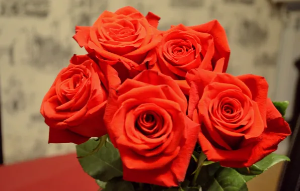 Picture flowers, red, roses, beauty