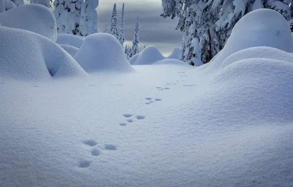 Cold, winter, snow, traces