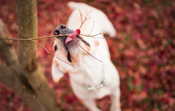 Nature, dog, branch