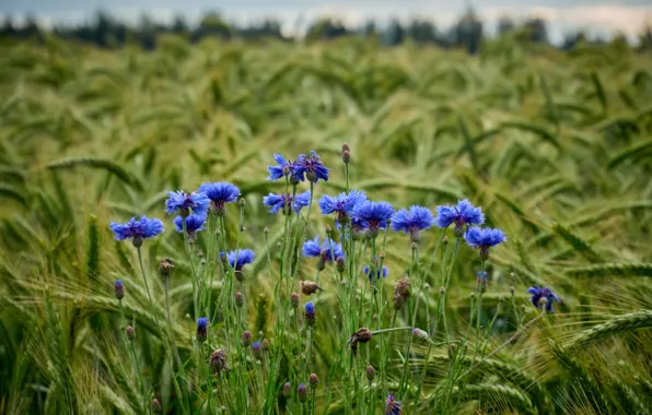 Flowers, rye, cornflowers