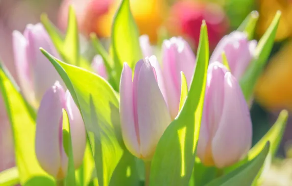 Picture tenderness, flowers, light, bouquet, tulips, leaves, bokeh, spring