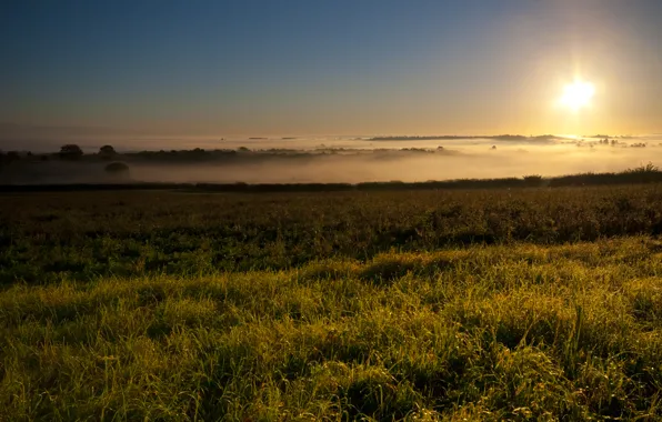 Picture field, forest, nature, fog, dawn, morning