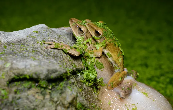 Greens, erotic, foam, macro, love, pose, pond, stones