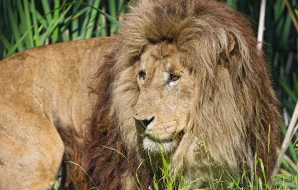 Picture cat, grass, the sun, Leo, mane, ©Tambako The Jaguar