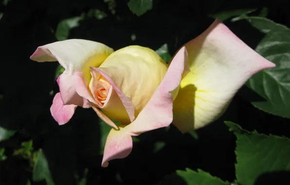 Picture leaves, yellow, pink, Rose, Bud, green, dark
