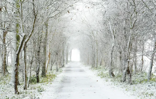 Road, snow, trees, fog