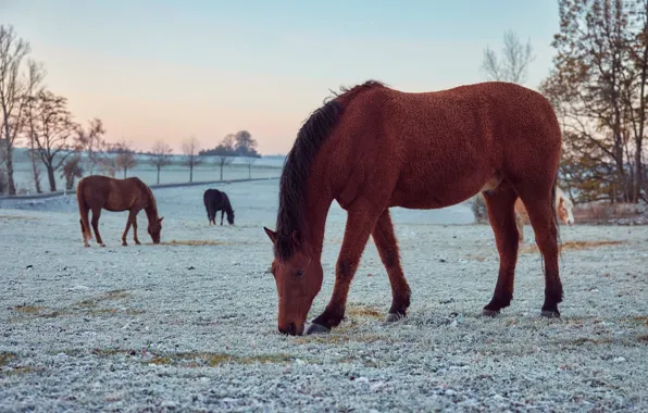 Winter, frost, field, grass, trees, horse, horse, horses