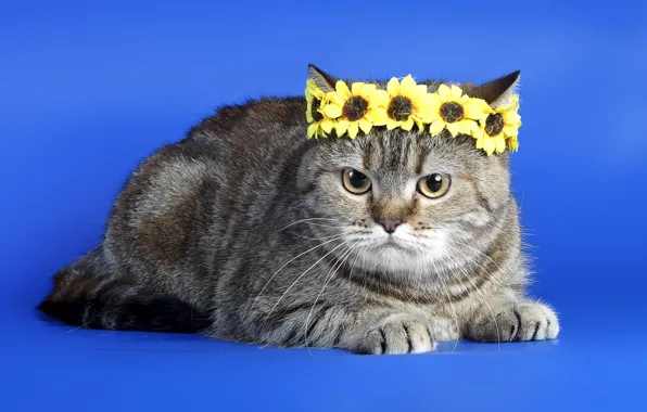 Cat, background, wreath