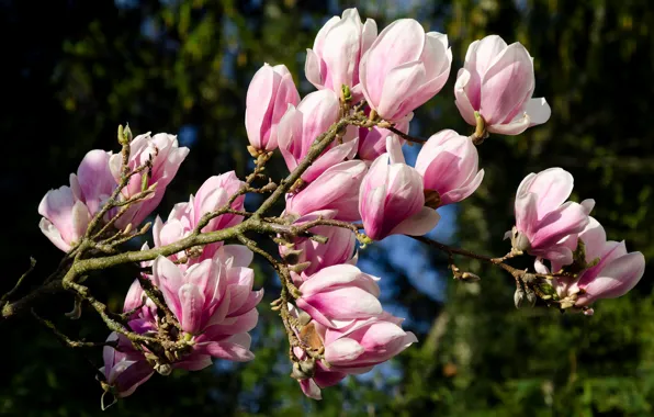 Picture flowers, branches, spring, pink, buds, flowering, bokeh, Magnolia