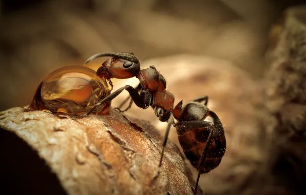 Picture drops, macro, ants