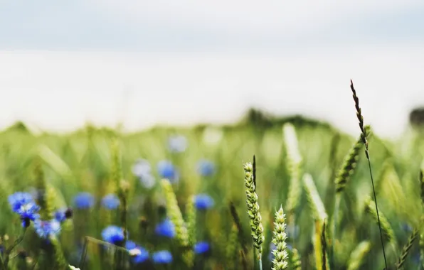 Wheat, field, macro, flowers, blue, background, widescreen, Wallpaper