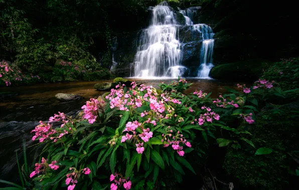 Flowers, river, waterfall, Thailand, Thailand, cascade, Phitsanulok, Phu Hin Rong Kla National Park