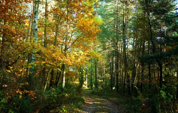 Autumn, forest, trees, trail, forest, Nature, grove, trees