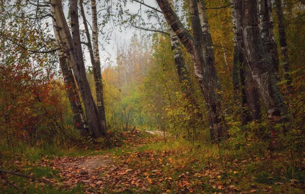 Path, Autumn, Forest, Nature, Fall, Foliage, Forest, Leaves