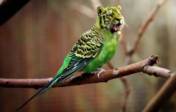 Picture nature, tiger, parrot