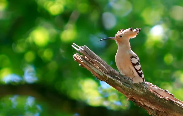 Branches, nature, bird, beak