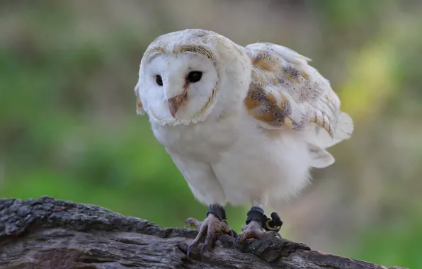 Picture white, background, owl, bird, log, the barn owl