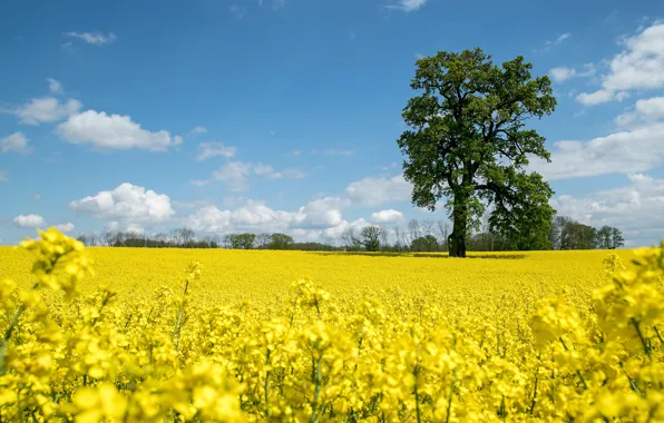 Field, flowers, tree, yellow, meadow, blue sky, rape, rapeseed field