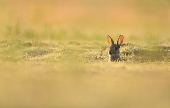 Grass, look, light, nature, grey, background, glade, hare