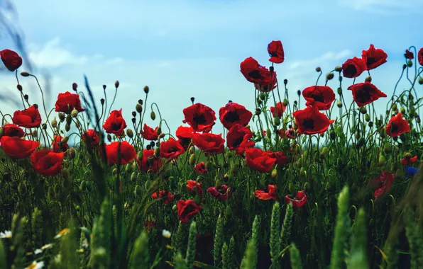 Wheat, summer, the sky, flowers, Maki, ears, cereals, poppy field