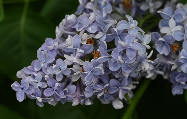 Summer, flowers, nature, spring, may, lilac, 2024