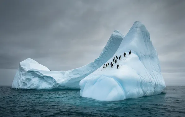 Winter, sea, the sky, snow, birds, clouds, overcast, the slopes