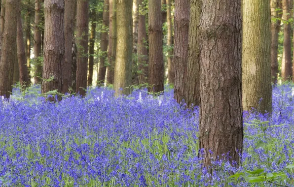 Picture forest, grass, trees, flowers, trunk